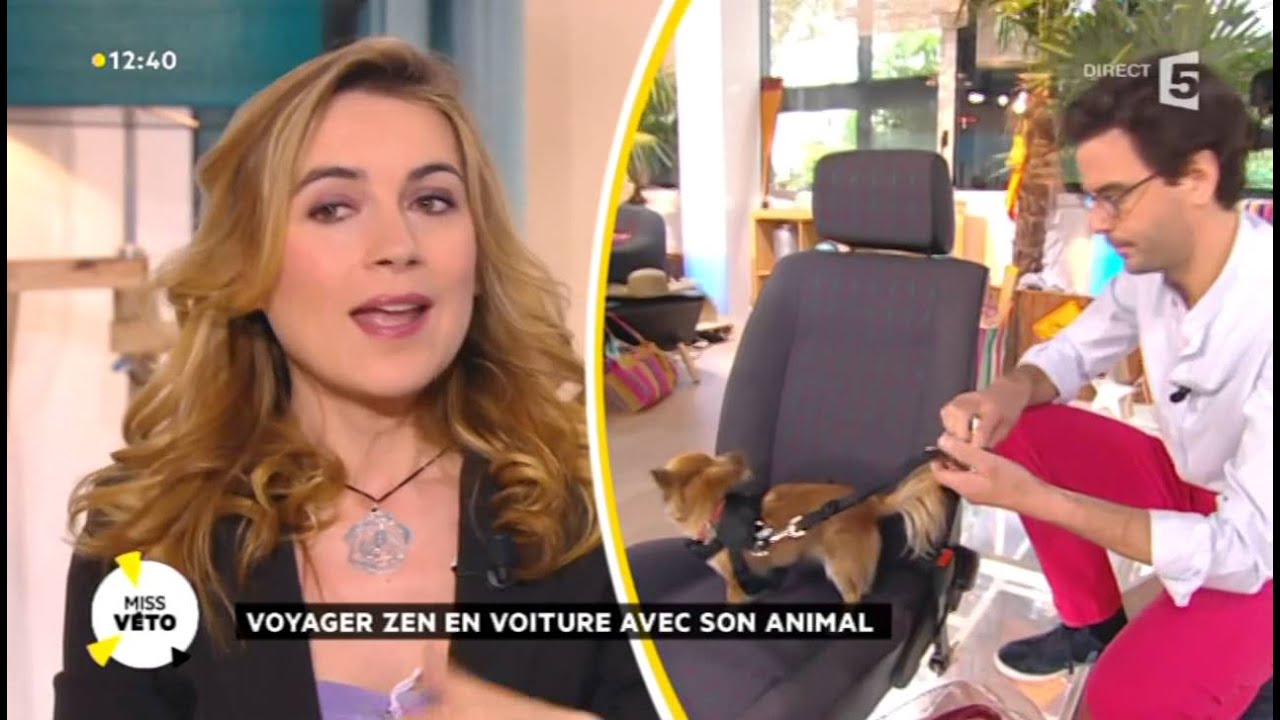 Voyager zen en voiture avec son animal